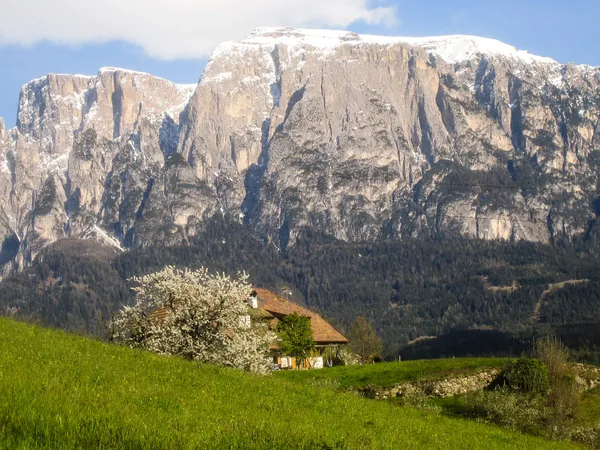 Frühlingserwachen am Schlern
